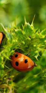 Plante,Planter,Coccinelles,Macro,Insecte