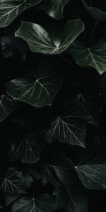 Plant,Macro,Ivy,Leaves,Dark