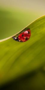 Planter,Feuilles,Plante,Macro,Coccinelle