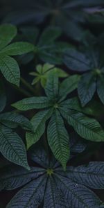 Plant,Macro,Leaves