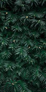 Plant,Macro,Leaves,Bush