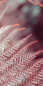 Planter,Feuilles,Plante,Macro,Fougère,Fermer,Gros Plan