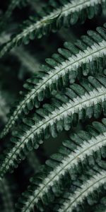 Plant,Macro,Leaves,Fern