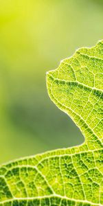 Plant,Macro,Leaves,Veins,Grid