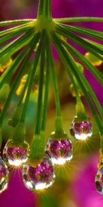 Plant,Macro,Light,Light Coloured,Dew,Drops