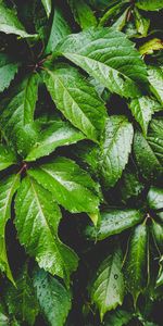 Plant,Macro,Moisture,Leaves,Carved,Drops