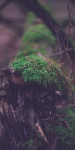 Plant,Macro,Moss,Log