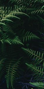 Plant,Macro,Ostrich Ordinary,Common Ostrich,Leaves,Fern