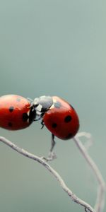 Plant,Macro,Pair,Branch,Ladybug,Ladybird,Kiss,Couple