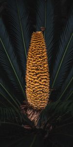 Plant,Macro,Palm,Branches,Fruit,Fetus,Exotic