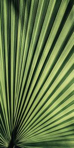 Plant,Macro,Palm,Sheet,Leaf,Streaks,Stripes