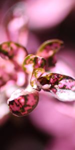 Planter,Macro,Plante,Fleur,Pétales