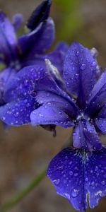 Plant,Macro,Petals,Flower