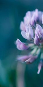 Plant,Macro,Petals,Flower