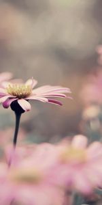 Plant,Macro,Petals,Flower,Bloom,Flowering