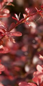 Plant,Macro,Petals,Grass