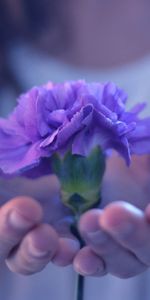 Plant,Macro,Petals,Hands,Flower