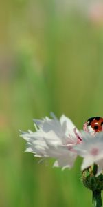 Plant,Macro,Petals,Ladybug,Ladybird,Flower