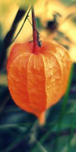 Macro,Chino,Physalis,Fisalis,Planta