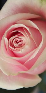 Plante,Planter,Macro,Pétales,Une Rose,Rose