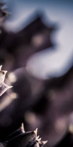 Macro,Sombra,Espigas,Planta,Cacto,Espinas,Cactus