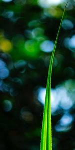 Planter,Macro,Feuille,Plante