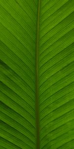 Plant,Macro,Sheet,Leaf