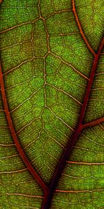 Plant,Macro,Sheet,Leaf