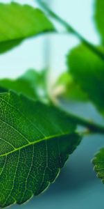 Plant,Macro,Sheet,Leaf,Carved