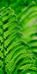 Plant,Macro,Sheet,Leaf,Fern