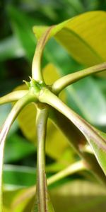 Plant,Macro,Sheet,Leaf,Form,Flowers