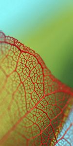 Macro,Red,Rejilla,Sábana,Hoja,Engrasado,Manchada,Planta