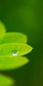 Plant,Macro,Sheet,Leaf,Greens,Background