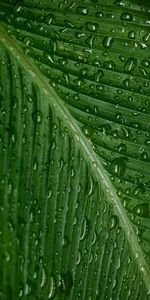 Plant,Macro,Sheet,Leaf,Moisture,Drops