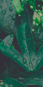 Plant,Macro,Sheet,Leaf,Moisture,Vegetation,Drops