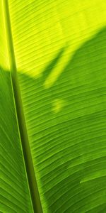 Plante,Planter,Feuille,Macro,Ombre