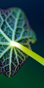 Plant,Macro,Sheet,Leaf,Stem,Stalk,Veins