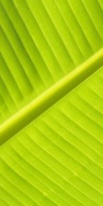 Plant,Macro,Sheet,Leaf,Streaks,Veins,Stripes