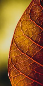 Plant,Macro,Sheet,Leaf,Veins