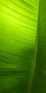 Plant,Macro,Sheet,Leaf,Veins