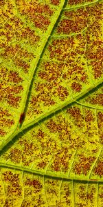 Planter,Macro,Feuille,Circulation Sanguine,Plante,Veines