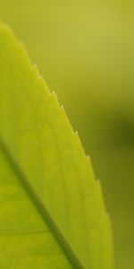 Plant,Macro,Sheet,Leaf,Veins