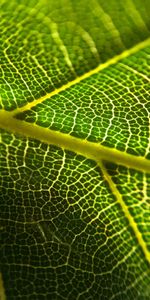 Plante,Planter,Circulation Sanguine,Macro,Feuille,Veines