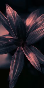 Planter,Luire,Éblouissement,Surface,Feuilles,Briller,Lumière,Plante,Macro