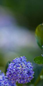 Plant,Macro,Shine,Light,Bee,Flower