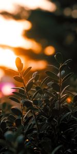 Plant,Macro,Shine,Light,Blur,Smooth,Branches,Leaves