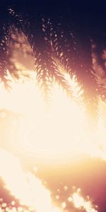 Plant,Macro,Shine,Light,Branch,Background