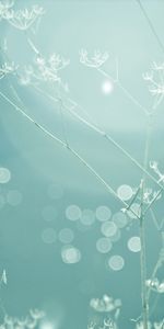 Plant,Macro,Shine,Light,Branch,Glare