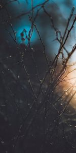 Planter,Branches,Plante,Macro,Briller,Lumière