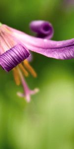 Plant,Macro,Smooth,Flower,Petals,Blur